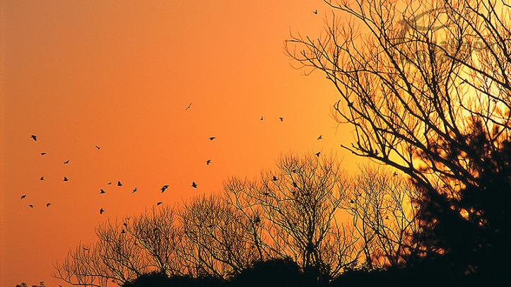 Caza de palomas y perdices en el Hasparren Lodge, Provincia de Río Negro, Uruguay.