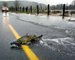 Vídeo salmones cruzando la carretera Vídeo salmones cruzando la carretera