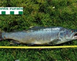 Trucha gigante Trucha gigante en Lleida