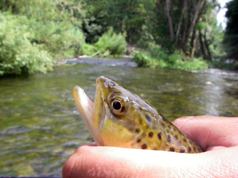 fishing_guide_trout_0.jpg