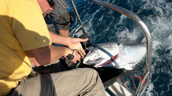 pesca-atun-cataluna.jpg