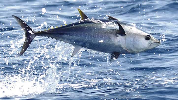 pesca-atun-espana.jpg