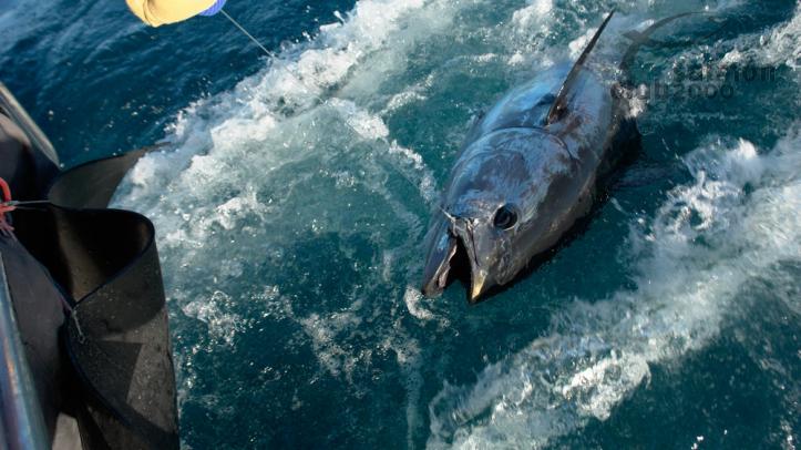 pesca-atun.jpg