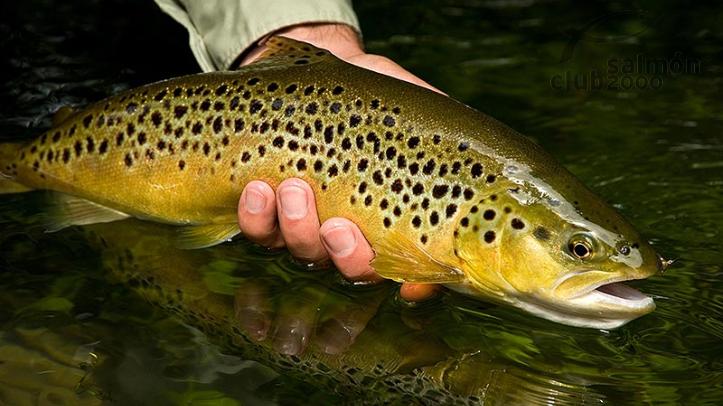 pesca-inglaterra-07.jpg